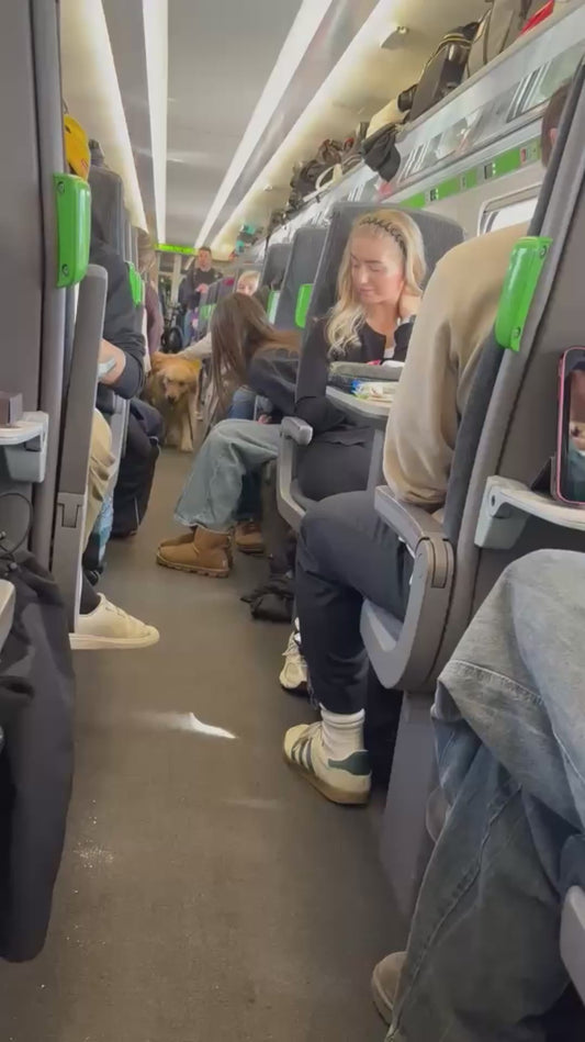 Dog Receives Pets From Passengers on Train