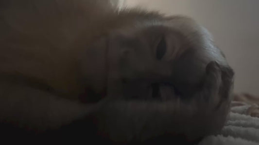 Close-Up of Monkey Sleeping on Its Side