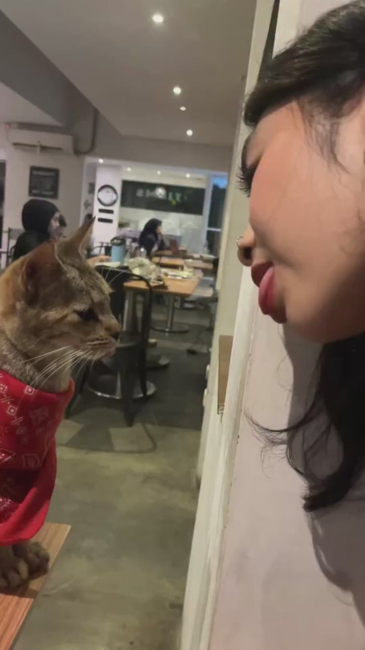 Girl and Cat Stick Their Tongues Out at One Another