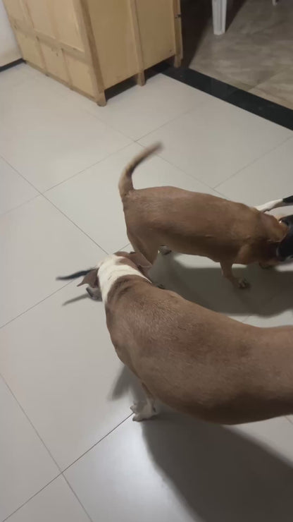 Kitten Singlehandedly Takes on a Large Group of Dogs