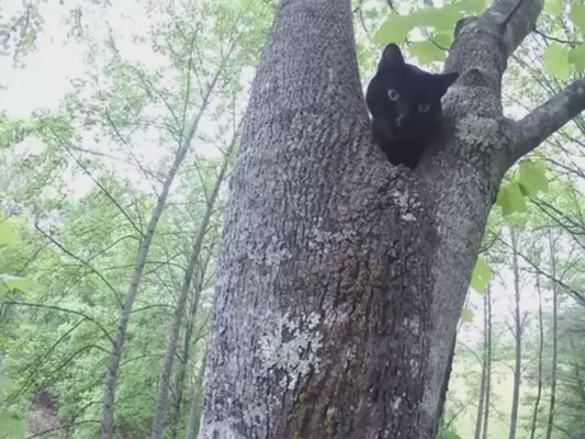 Man Rescues Cat From Tree
