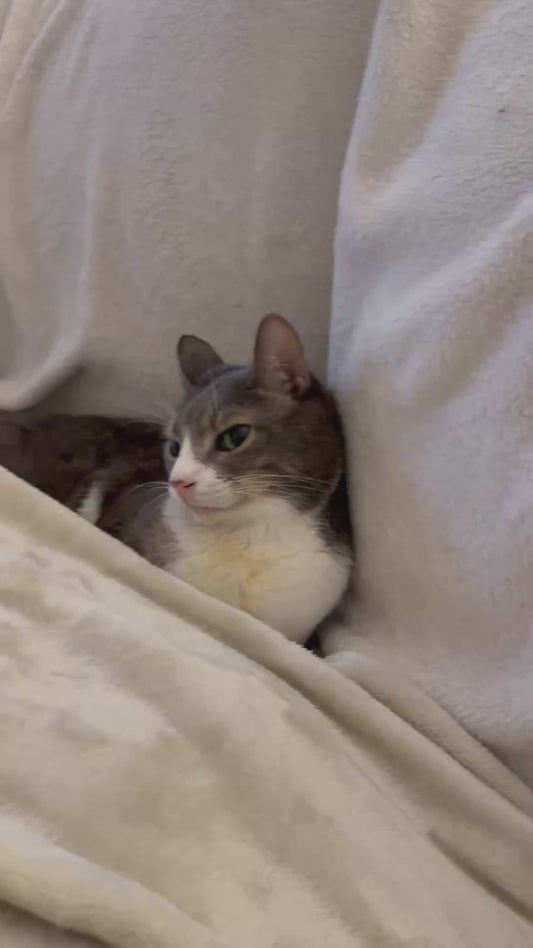 Fraiza the Wobbly Cat Proves That Joy Has No Limits