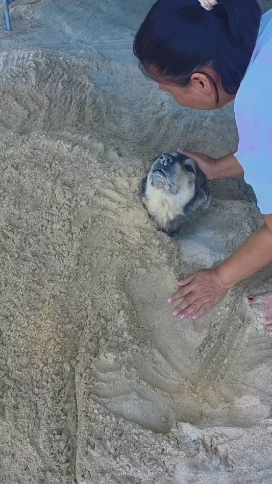 Chilled Out Dog Gets Buried in Sand at the Beach