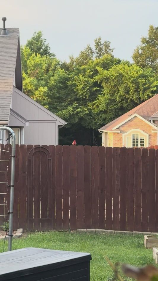 Cardinal Bird Has Hilarious Argument With Human