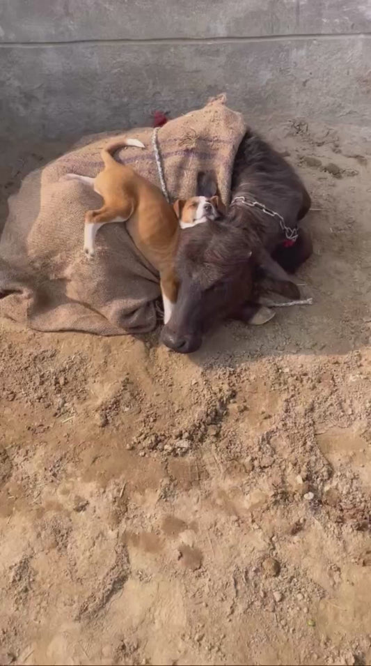 Puppy Takes a Nap with Cow Best Friend