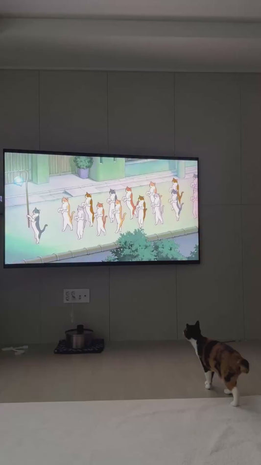 Cat Watches Cartoon Cats on TV