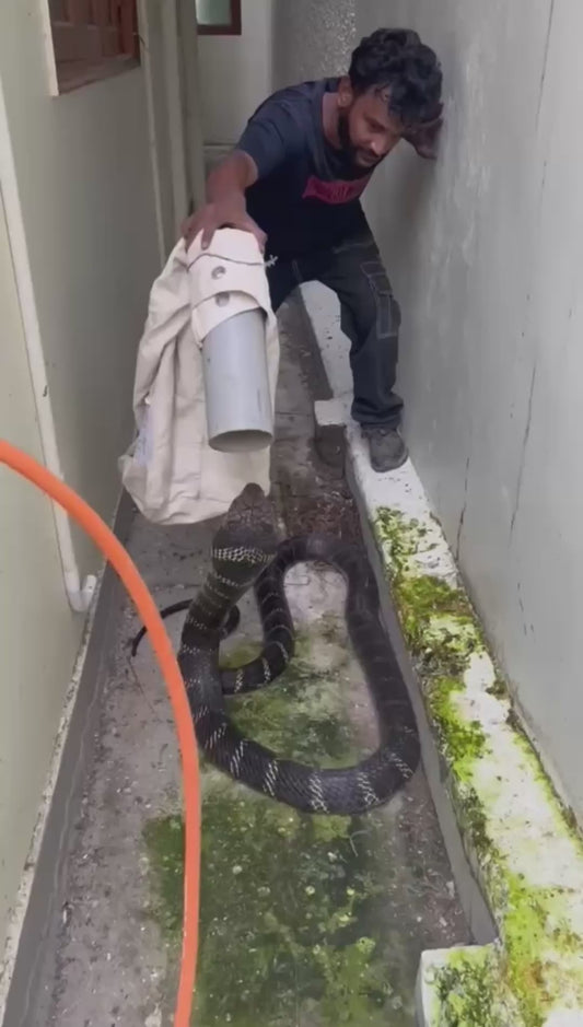 Man Risks Everything to Capture a Massive King Cobra in Narrow Corridor