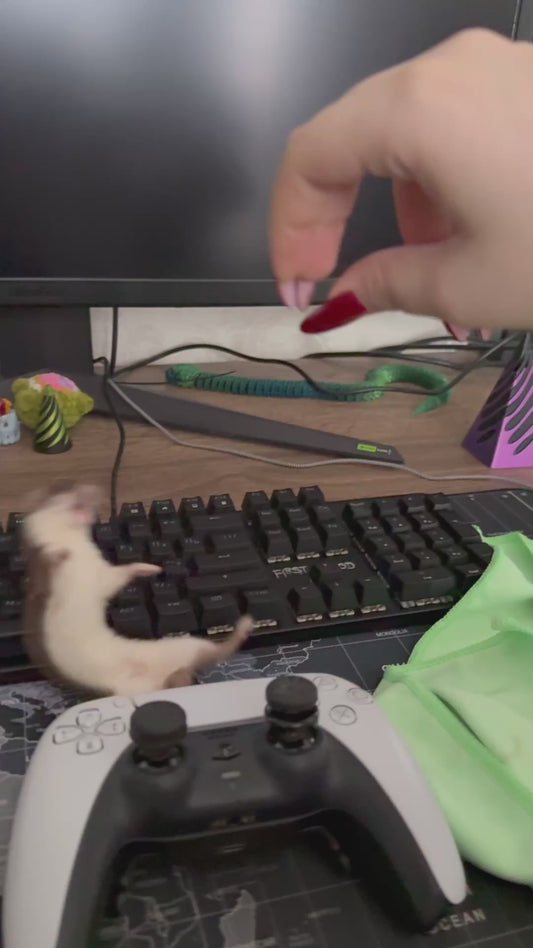 Adorable Weasel Plays with Owner's Fingers