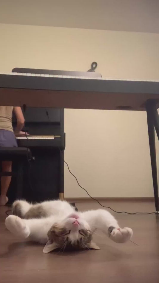 Cat Tries to Sleep While its Owner Plays Piano