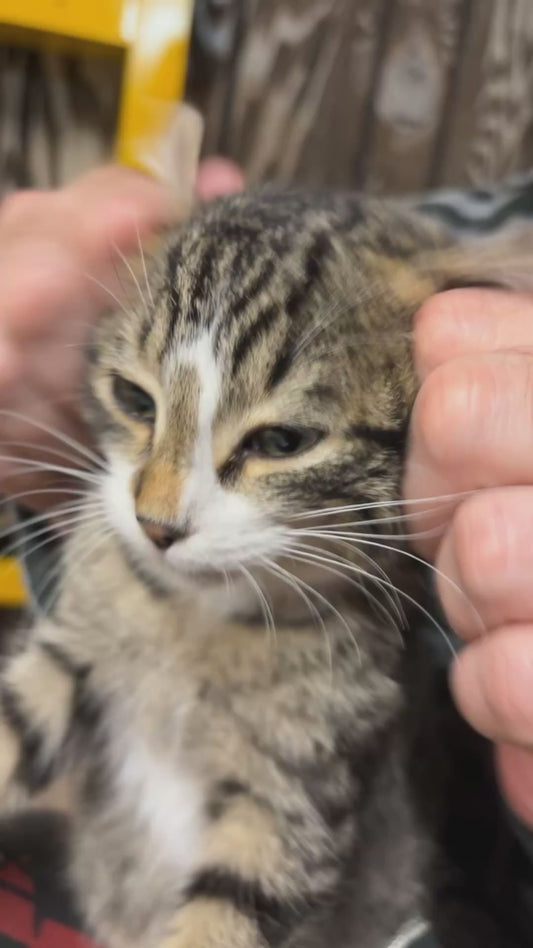 Cat Enjoys Ear Rubs
