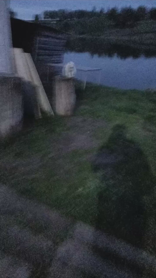 Blurry Video of Cat Feels Like a Dream