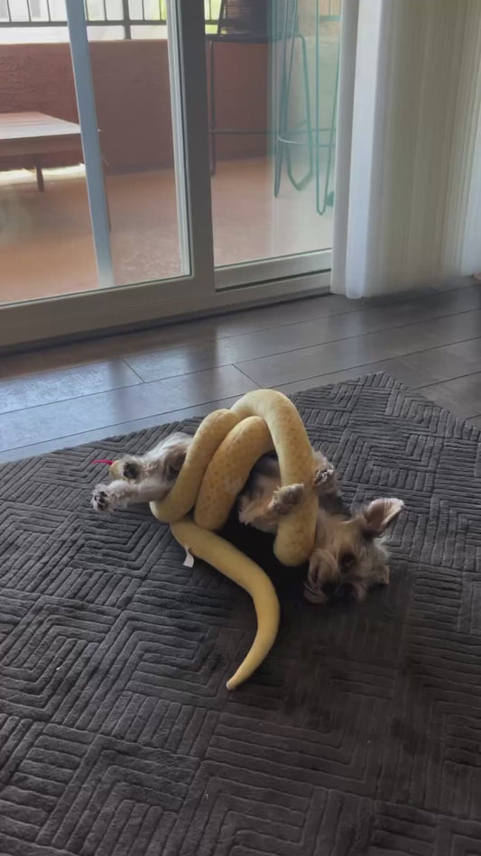 Dog Fights a Toy Snake and Loses