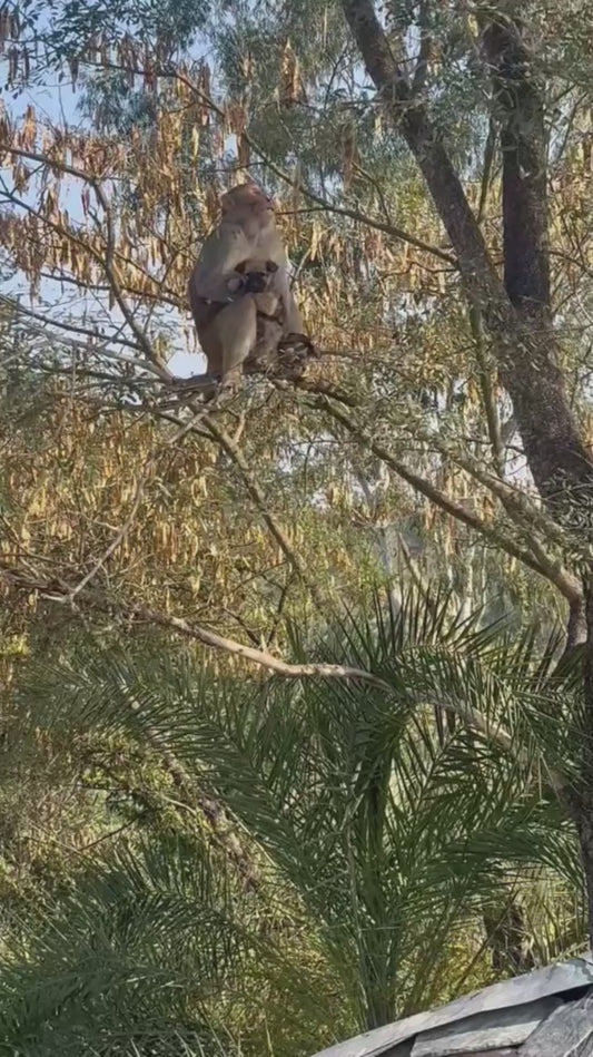 Monkey Sits on a Branch, Holding a Puppy