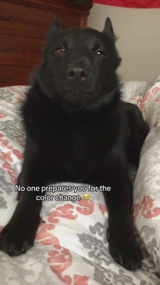 Dog's Snout Turns White as he Gets Older