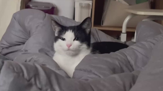 Cat’s Sweet Reaction to Receiving His Owner’s Hand