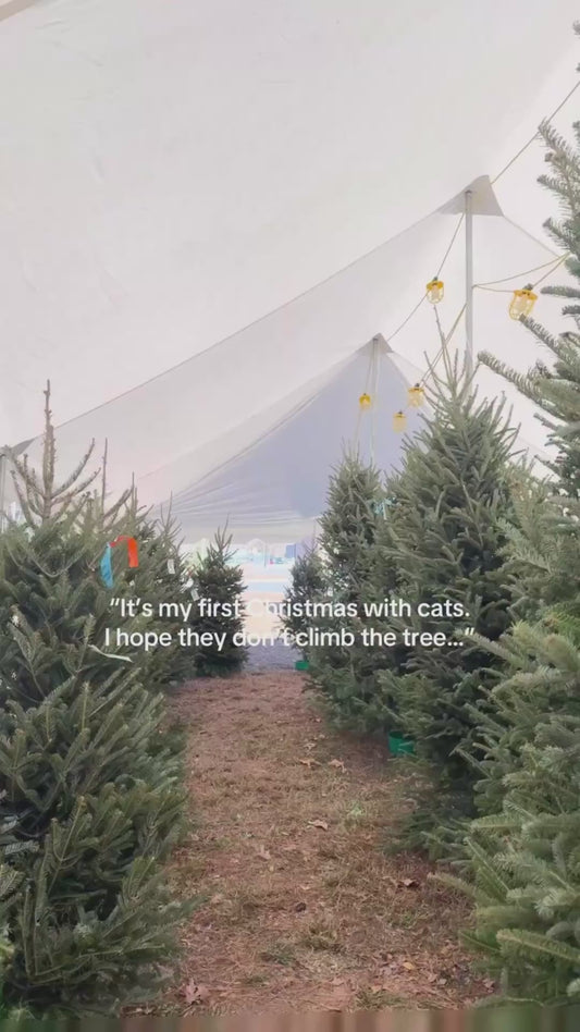 Orange Cat Gets Stuck in Christmas Tree Netting