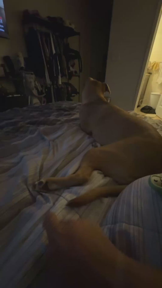 Owner Repeatedly 'Rage Baits' Her Dog
