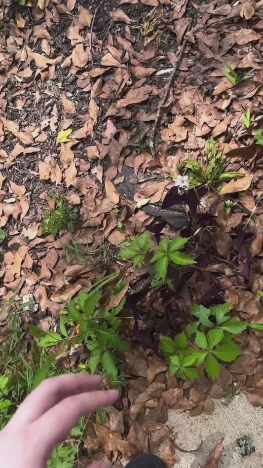 Greedy Dog Steals Everything His Owner Touches
