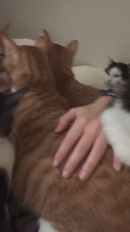 Woman Gets Buried Under Cuddles from Kittens and Cats