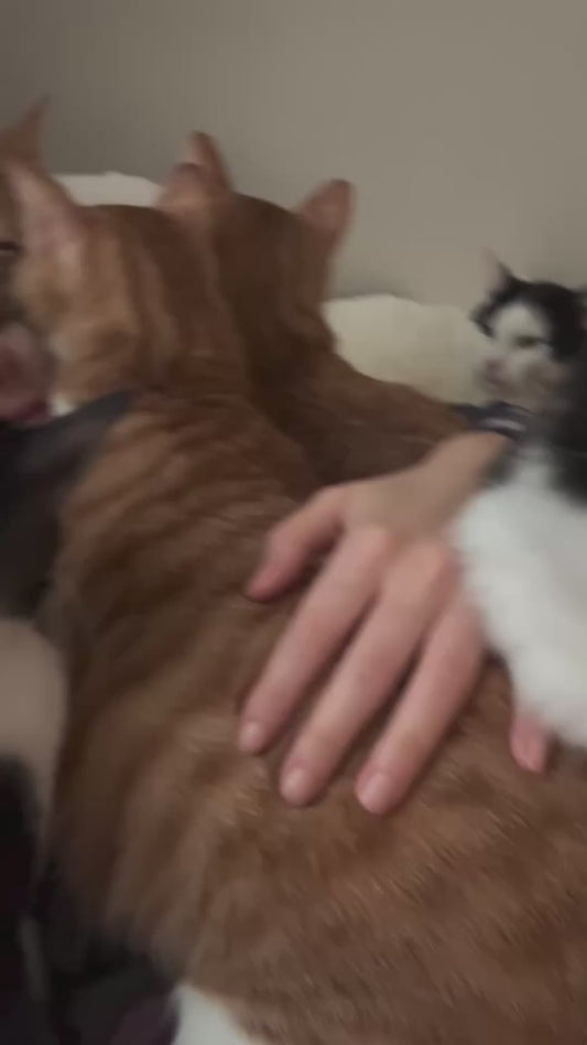 Woman Gets Buried Under Cuddles from Kittens and Cats