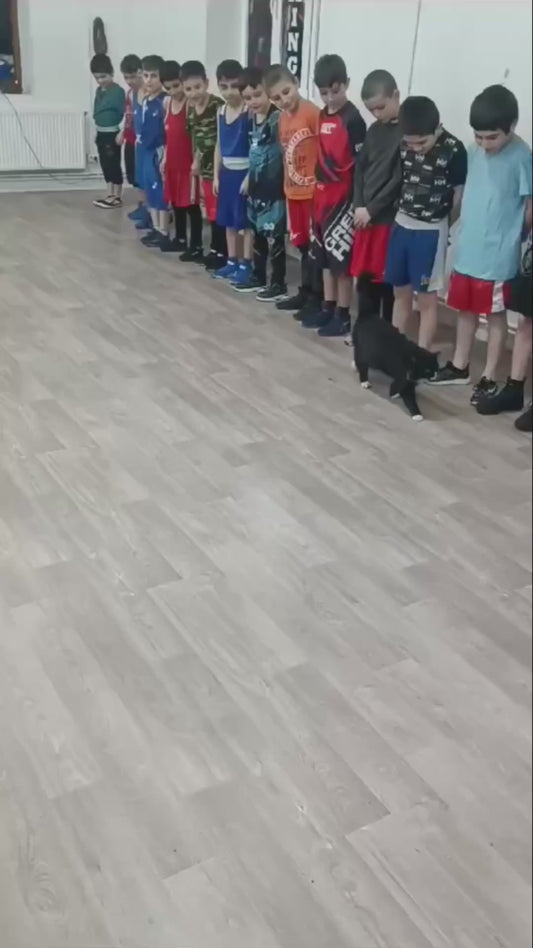 Cat Interrupts Boxing Training Session