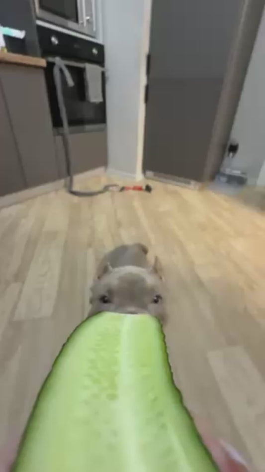 Close-Up of Dog Eating a Cucumber