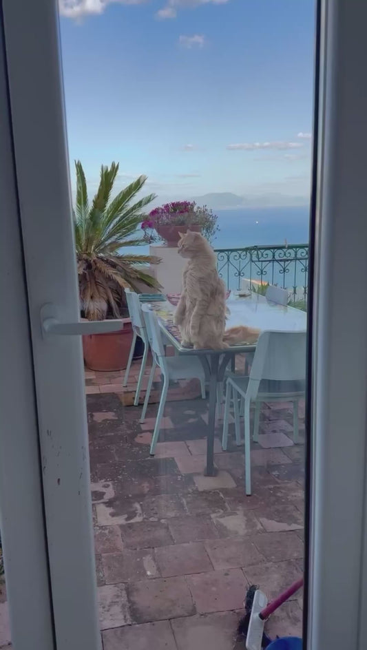 Cat Enjoys View of Sea From Balcony