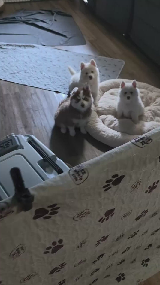 Adorable Puppies Have Funny Conversation with Owner