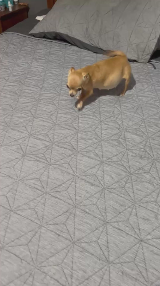 Dog Proudly Shows Off Her Pregnant Belly