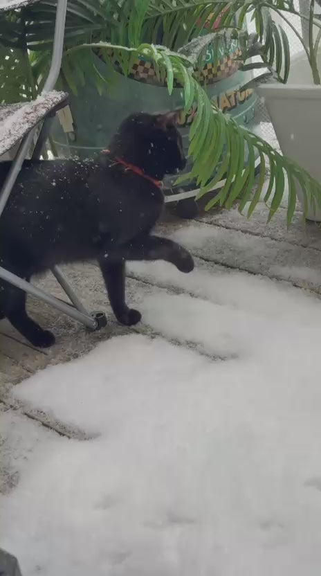 Black Cat’s Reaction to Seeing Snow for the First Time