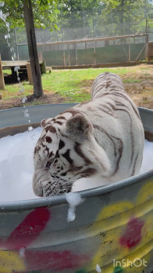 Tiger Blissfully Enjoys a Relaxing Bubble Bath