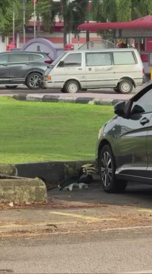 Hornbills Caught Red Handed Attempting to Puncture Car Tyre