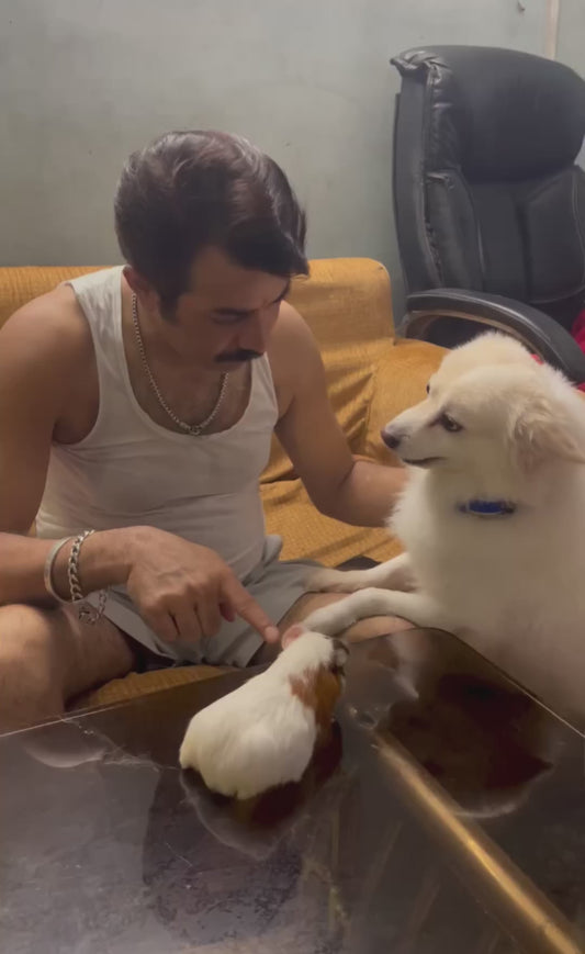 Dog Gets Jealous When Owner Pets Guinea Pig