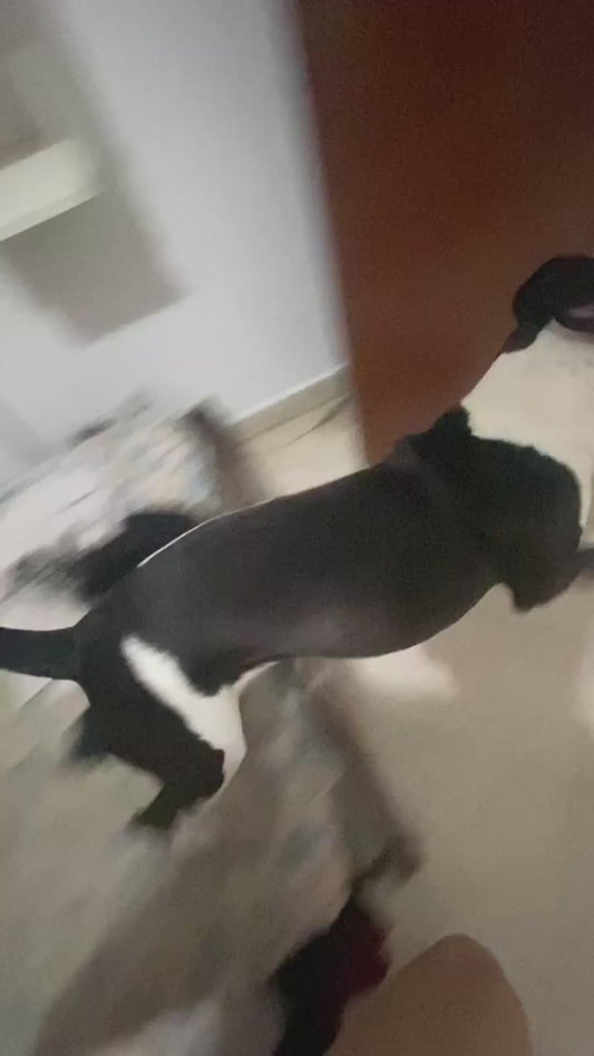 Hyperactive Dog Can't Contain his Excitement for Food