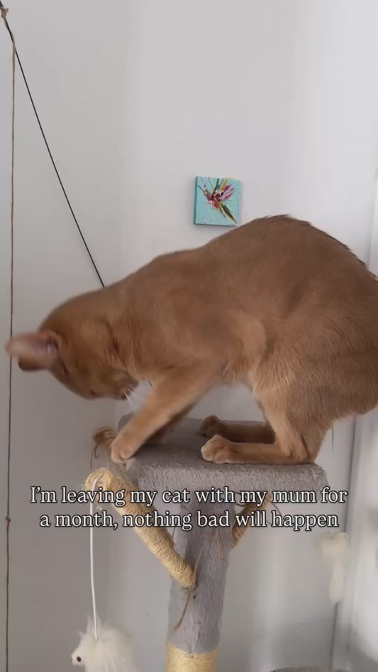 Cat Before and After Being Left with Owner's Mother for a Month