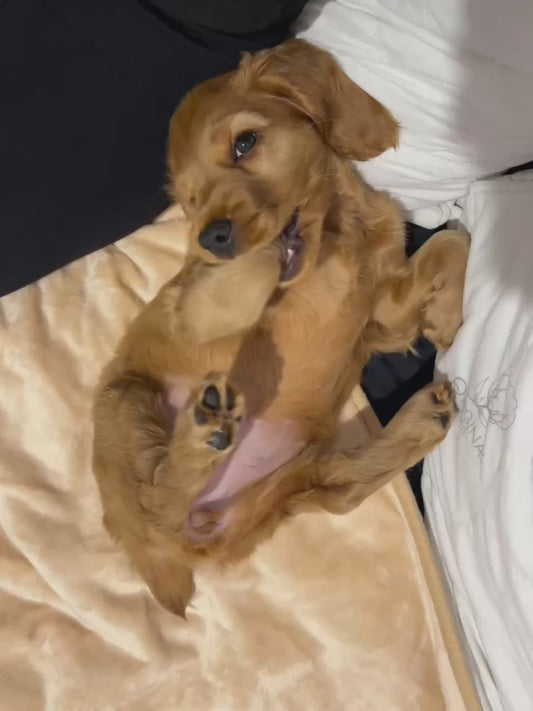 Puppy Falls Asleep While Chewing Her Paw