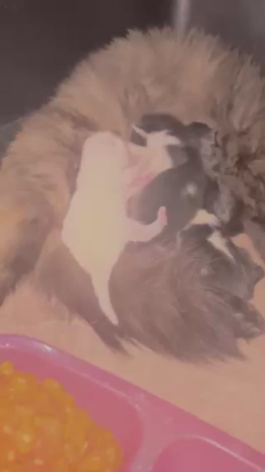 Two Newborn Kittens Fight Each Other