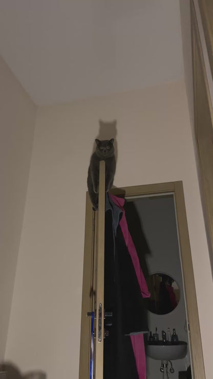 Cat Sits Eerily on top of Door