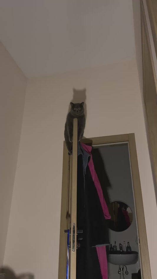 Cat Sits Eerily on top of Door