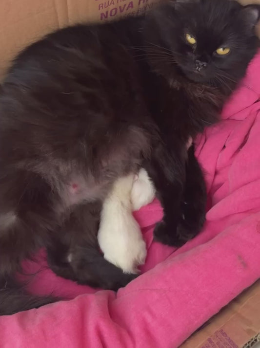 Rescued Cat Relaxes with Her Newborn Kittens