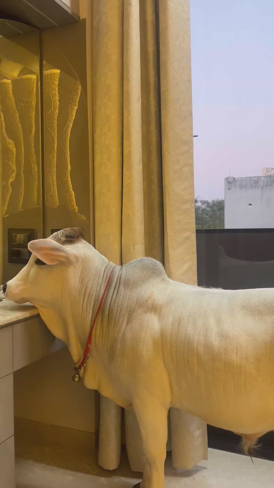 Cow Caught Admiring Herself in the Mirror