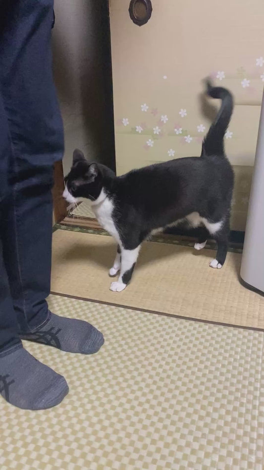 Cat Marches in Sync with Owner Like a Little Soldier
