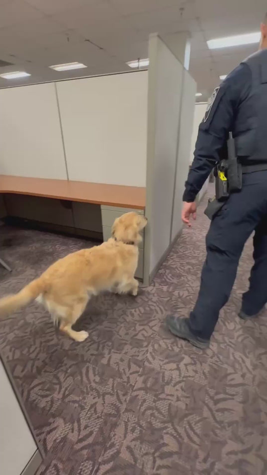 Bomb Sniffing Dog Loves Posing for the Camera