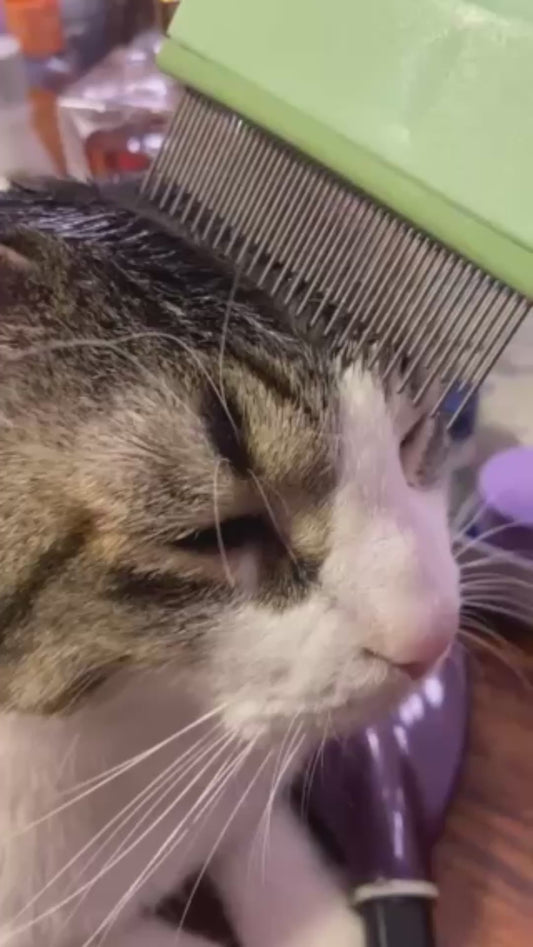 Owner Hilariously Styles Cat's Hair With a Brush