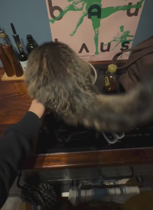 Cat Tries to Squeeze into Saucepan