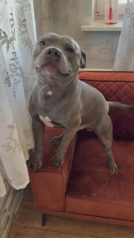 Staffy Dog Can't Contain His Excitement