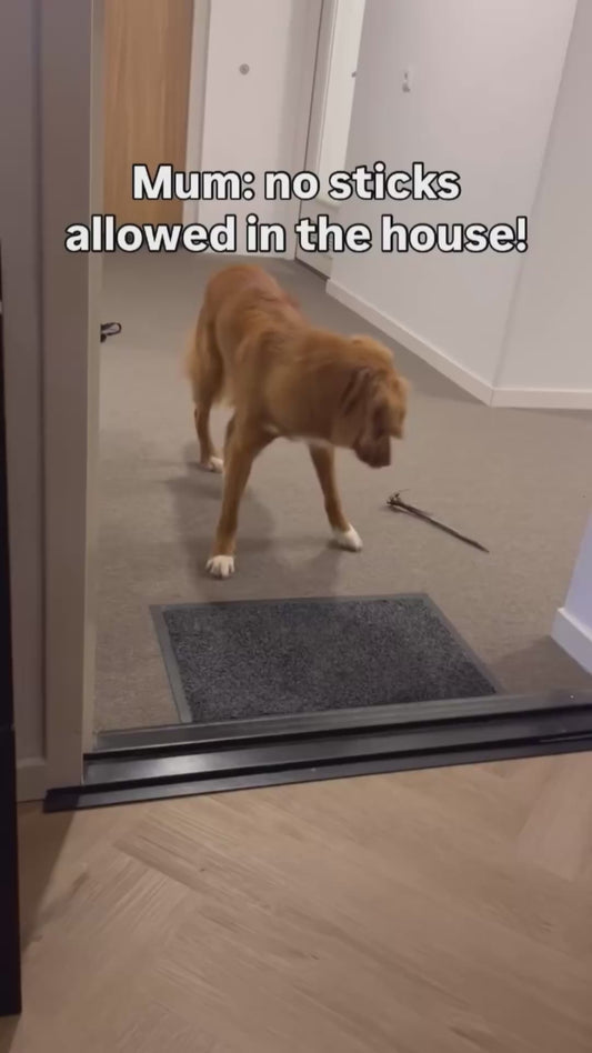 Dog is Confused by "No Sticks" Rule