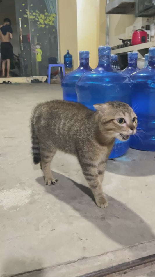 Cat Tries to Act Intimidating