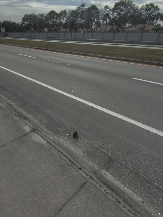 Man Rescues Owl From the Side of the Road