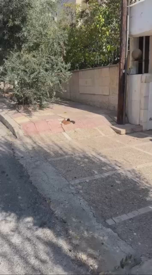 Nervous Kittens Freeze and Scatter as Someone Approaches